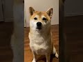 うんうん！お返事する犬 #shibainu #いぬ #柴犬 #返事する犬