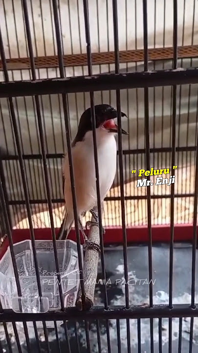 CENDET GACOR TEMBAKAN JANGKRIK SAMBUNG WALANG KRAK #cendet #cendetgacor