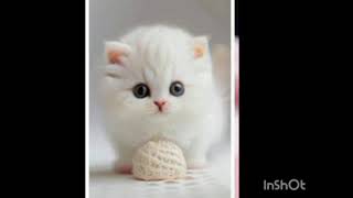 cute 🥰🥰 Cats ! Viral video please like and subscribe my chanel @#