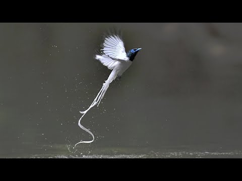 Video: Gözəl Və Dəhşətli Və Ya Bir Flycatcher üçün Necə Qayğı Göstərmək Lazımdır