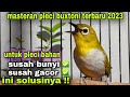 Masteran Pleci Buxtoni Terbaru 2023_Untuk Pleci Bahan Biar Cepat Gacor Ngalas Ngerol Nembak