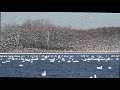 2022 10 30 Canadian Snow goose flying to the south. The shooting site at Victoriaville, Quebec. 雪雁