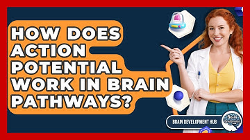 How Does Action Potential Work In Brain Pathways? - Brain Development Hub