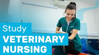 Become an RCVS-qualified Veterinary Nurse | Hartpury University