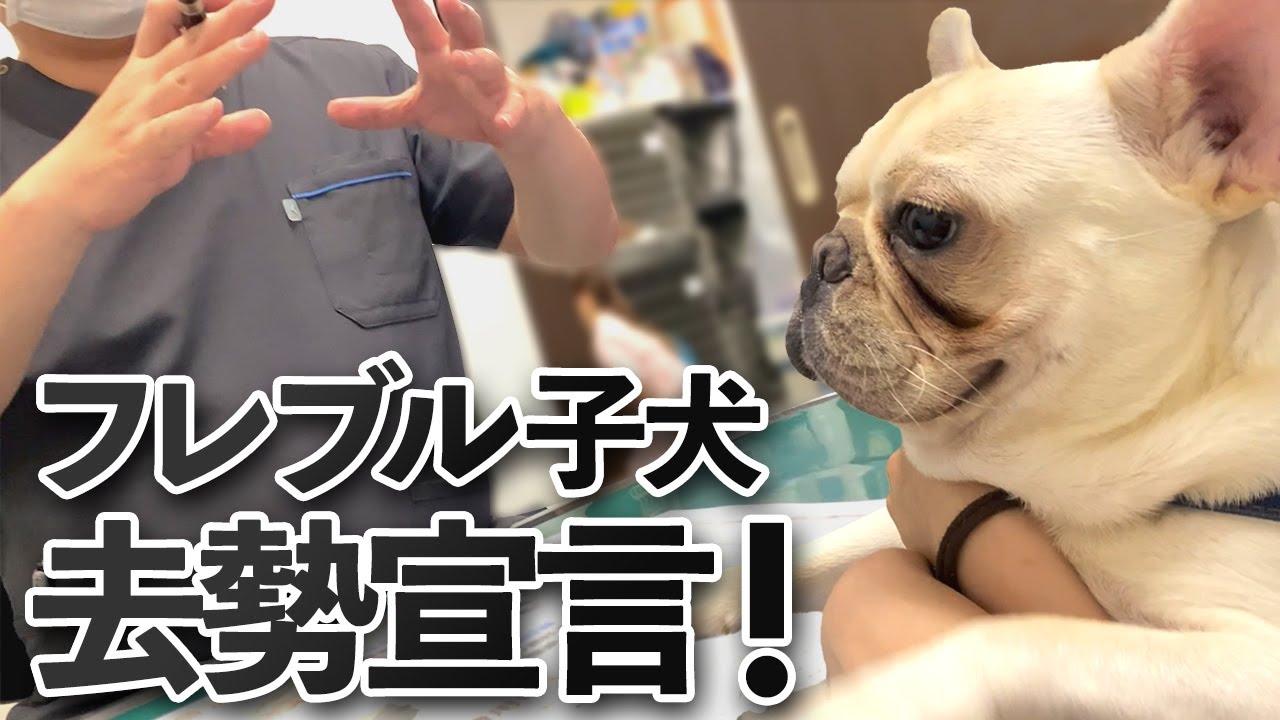 フレブルの暑さ対策 クールネックで夏を乗り切ろう 前編 フレンチブルドッグ坊と同棲カップルvlog Frenchbulldog Youtube フレブルの暑さ対策 クールネックで夏を乗り切ろう 前編 フレンチブルドッグ坊と同棲カップルvlog Frenchbulldog Youtube