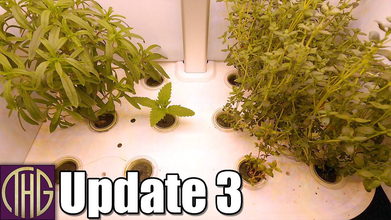 The Roots Are Insane!!! Spider Farmer G12 Indoor Grow System Update 3