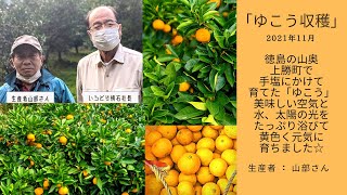 徳島県産☆幻の柑橘 配送 ゆこう☆たっぷり7kg♪ 訳あり 完熟ゆこう