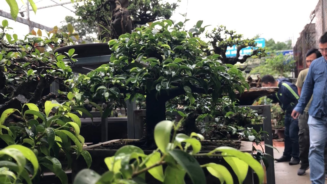 Bonsai.Cây Sanh Mini Đẹp Quá_Ông Chủ Không Muốn Nói Giá_Vì Quá Đẹp - YouTube Nhà Nông Chơi Cây