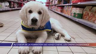 Yvelines | Au coeur de la formation des Handi'chiens, les chiens d'assistance