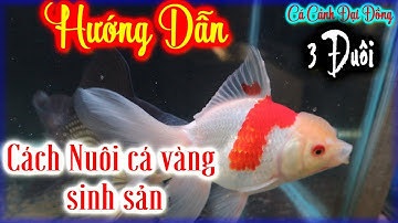 Cách Nuôi cá vàng ba đuôi sinh sản | đơn giản tại nhà | cá cảnh đại đồng