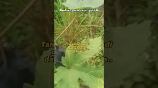 Tanam Sayur Bendi Guna Polybag sayuransegar polybags sayurbendi okra  Berbudipadatanah shorts