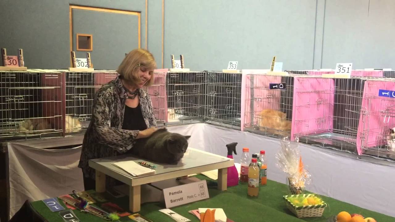 Willy at Pamela Barrett ring TICA