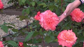 видео: Роза Augusta Luise (Августа Луиза) картинка: Роза Augusta Luise (Августа Луиза)