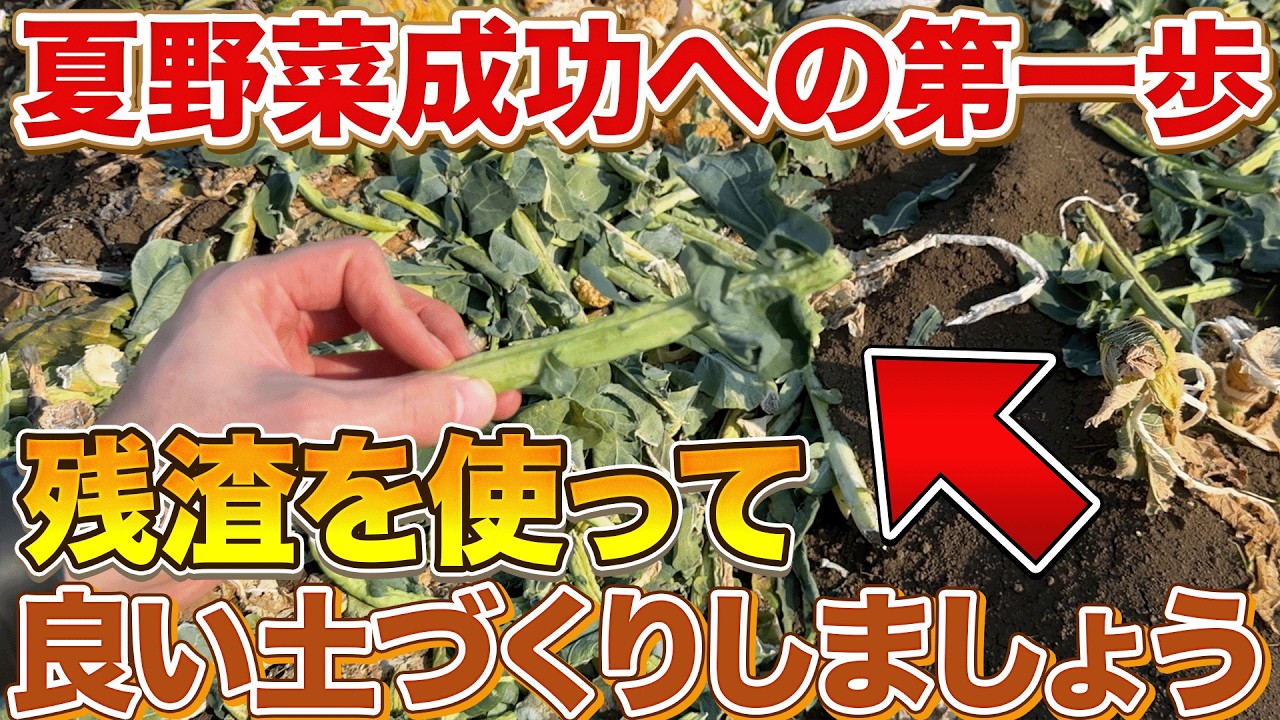 【最高の夏野菜に】冬野菜の残渣を活用押して土づくりをしましょう！