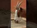 Hi, Daisy! 🐐