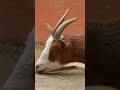 Hi, Daisy! 🐐