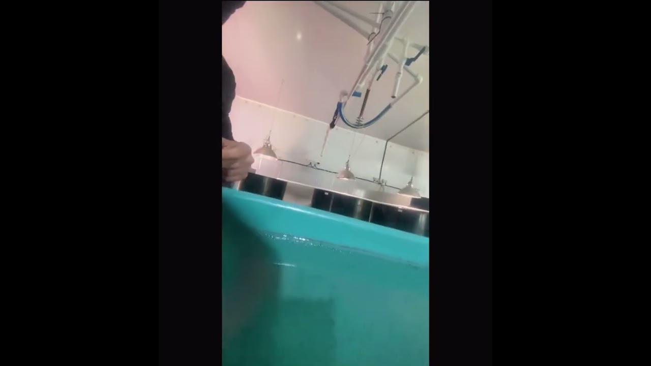 Полный цикл выращивания Камчатского краба до жизнестойкой молоди