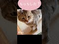 トイレするたび報告しにくる元野良猫の5ヶ月後… #shorts