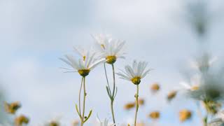 The World of Daisies Close-up Dancing Petals