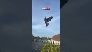 pigeons flying again #pigeons #flying #parkinglot #offleash