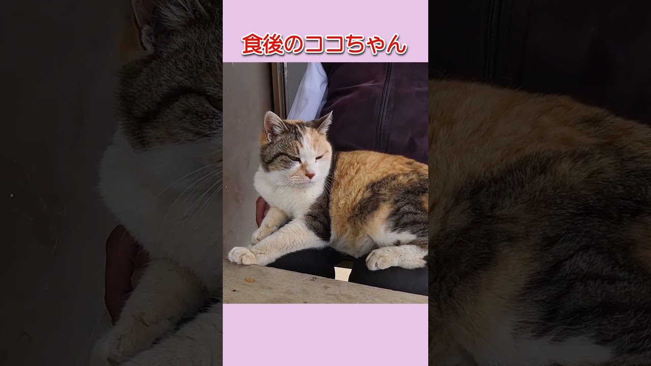 野良猫ココちゃん24421s11 #三毛猫 #shorts - YouTube