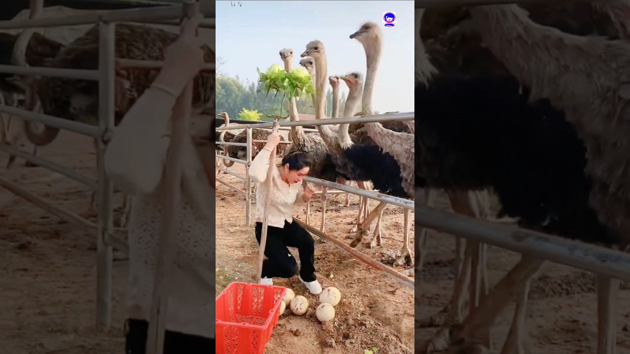 Страус — самая уникальная птица на Земле 