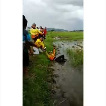 Joki merpati lucu kecebur di sawah
