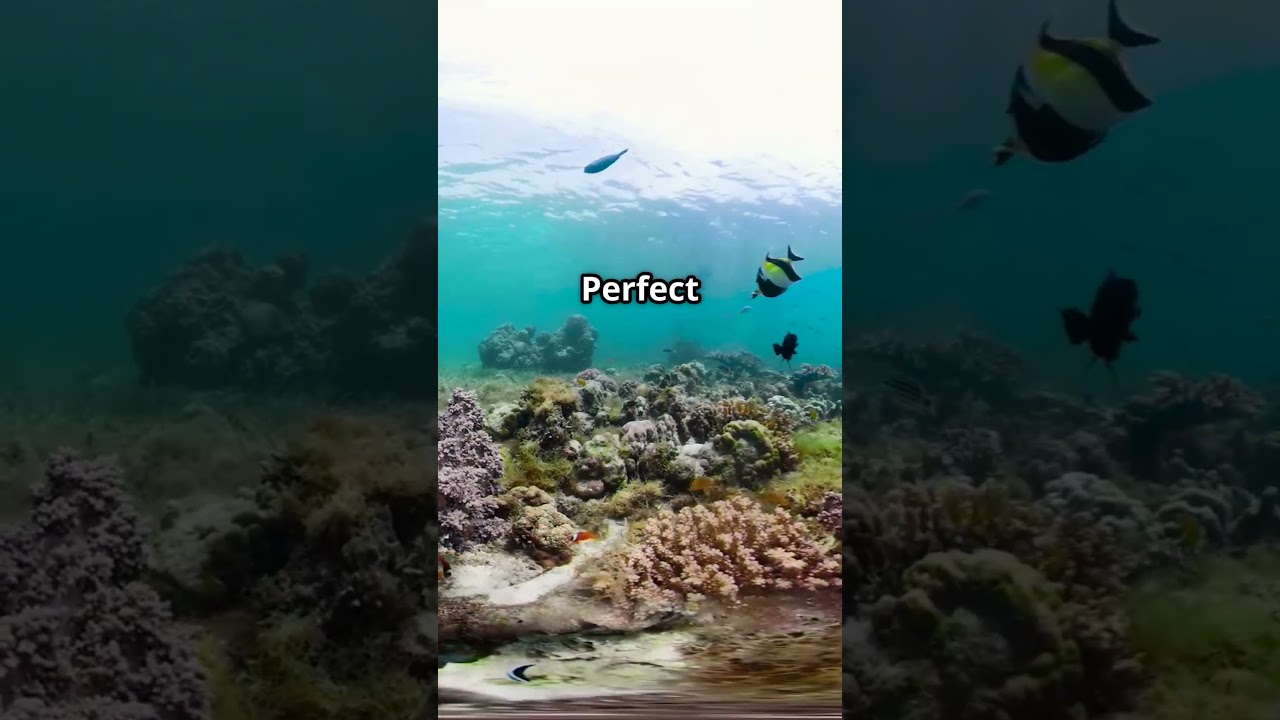 Panglao’s White Sands & Underwater Magic Will Blow Your Mind! 🐠✨