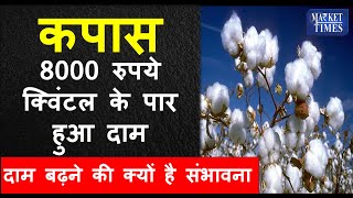 8000 रुपये क्विंटल के पार हुआ कपास का दाम || The price of cotton has crossed Rs 8000 per quintal ||