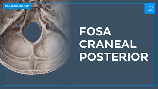 Fosa craneal posterior - Anatomía Fácil | Kenhub