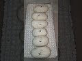 #Clutch #2 2026 Albino Ball Python Combos #CataractRoyals