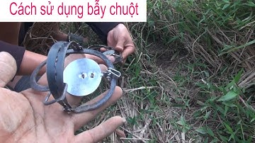 Bẫy chuột? Cách Sử Dụng Cạm Bẫy Chuột????