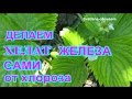 ДЕЛАЕМ САМИ  ХЕЛАТ ЖЕЛЕЗА Лечим растения от ХЛОРОЗА .WE MAKE THEMSELVES CHELATE