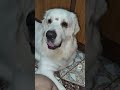 Fir hona judaah, yeh wadaa raha🧿#dog #pets #dogshorts #love #cuteanimals #emotional #cutedog #yt