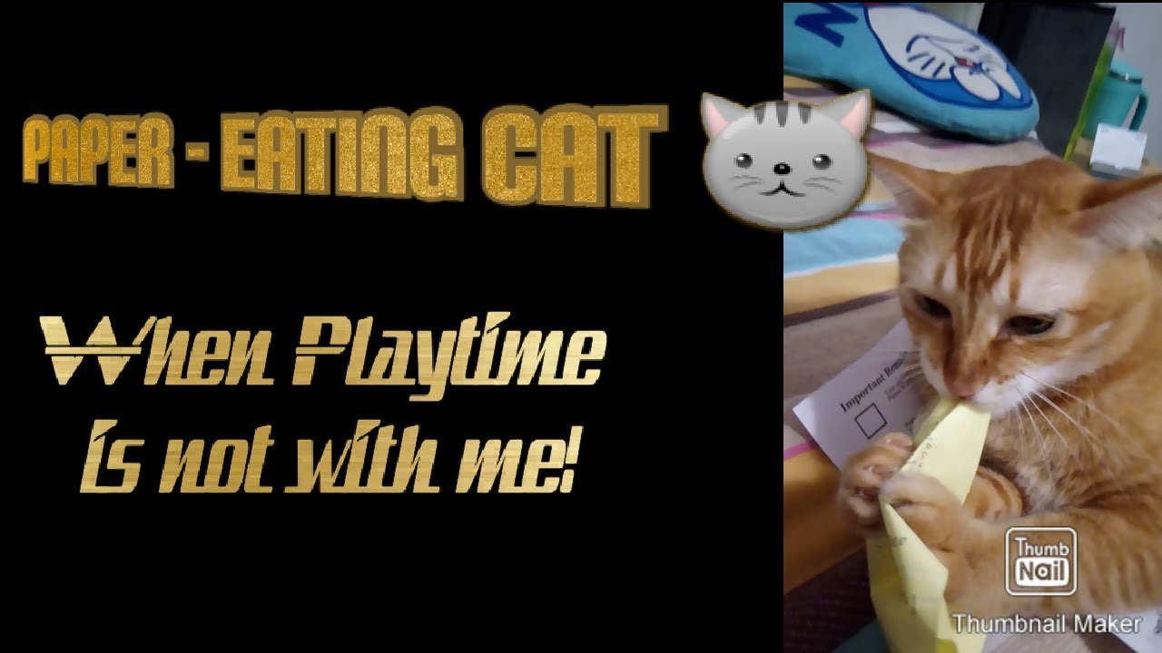 ANNOYED CAT EAT PAPER // Petcare YouTube