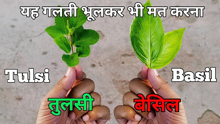 Basil Vs Tulsi |