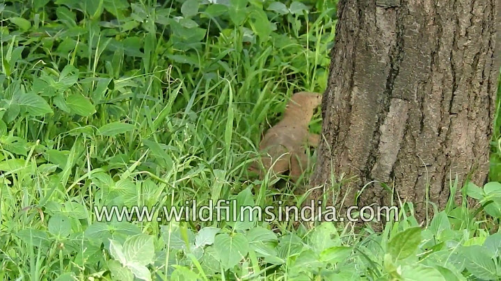 Bengal monitor lizard crawls into tall green grass, completely hides
