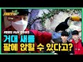 [ENG]거대새가 팔로 막 날아드네요(A giant bird just flew into my arm.) Jeang-ro and seik