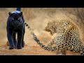 LEOPARDO vs PANTERA NEGRA - LEOPARDO DÁ DE CARAS COM LEOPARDO-NEGRO