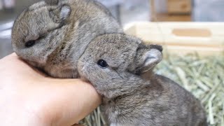 The twin rabbits that wanted to ride on my hand were too cute.