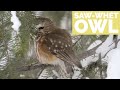 Photographing A Saw-Whet Owl (with the help of a friend) - Bird Photography in Jackson Hole