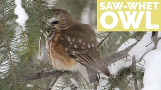 Photographing A SawWhet Owl (with the help of a friend)  Bird Photography in Jackson Hole