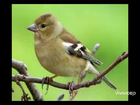 صوت طائر الصلنج رقم ١ للصيد
