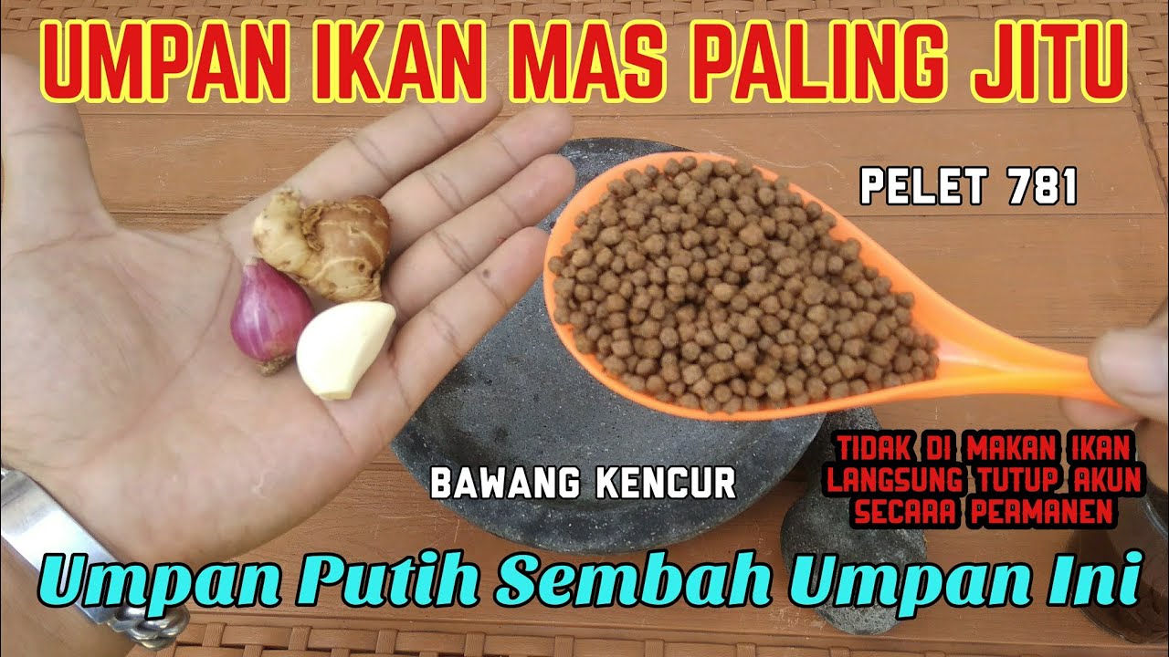 Lagi Viral Umpan Ikan Mas Pelet Kencur 781