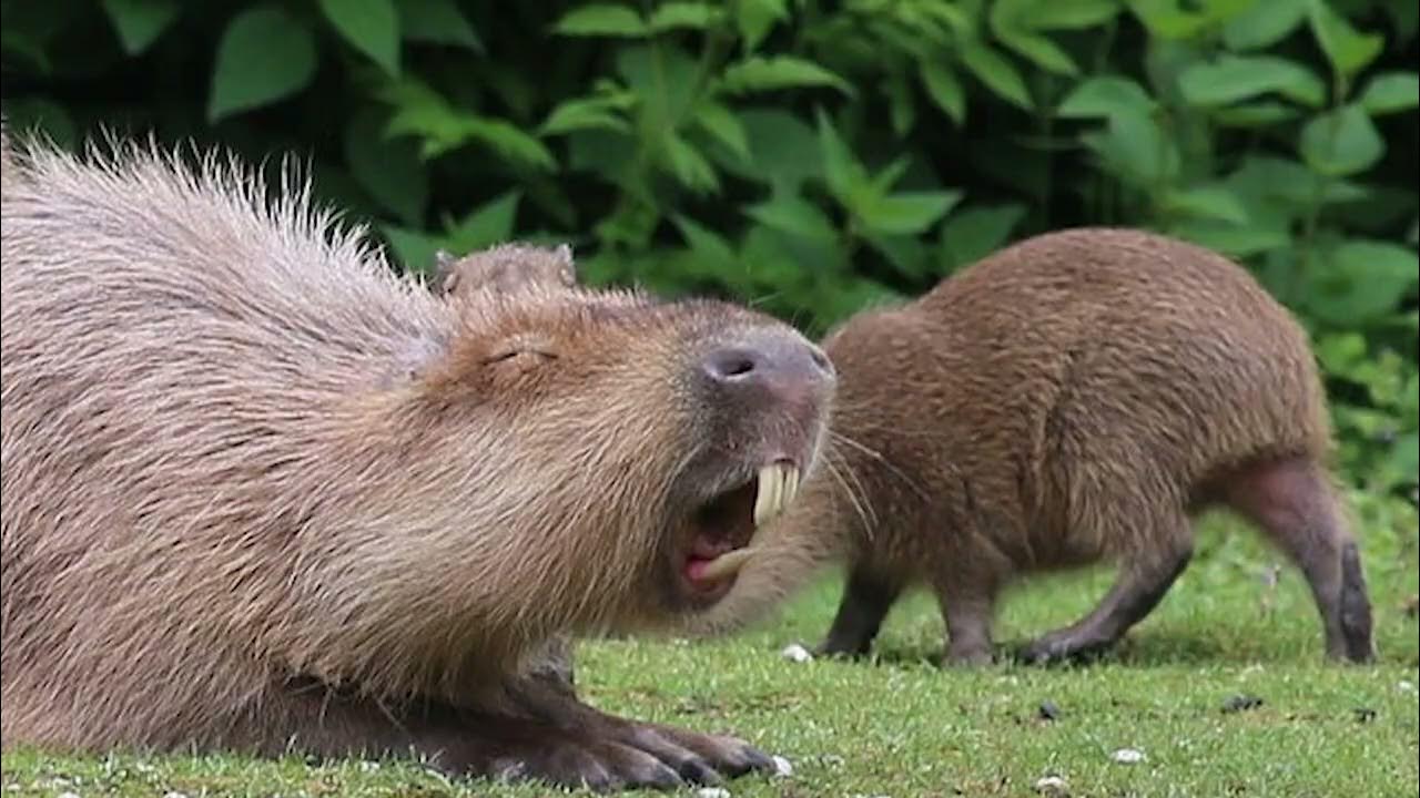 включи песню капибара видео. капибара милая. мексиканская капибара. капибара в шляпе. капибара в очках.