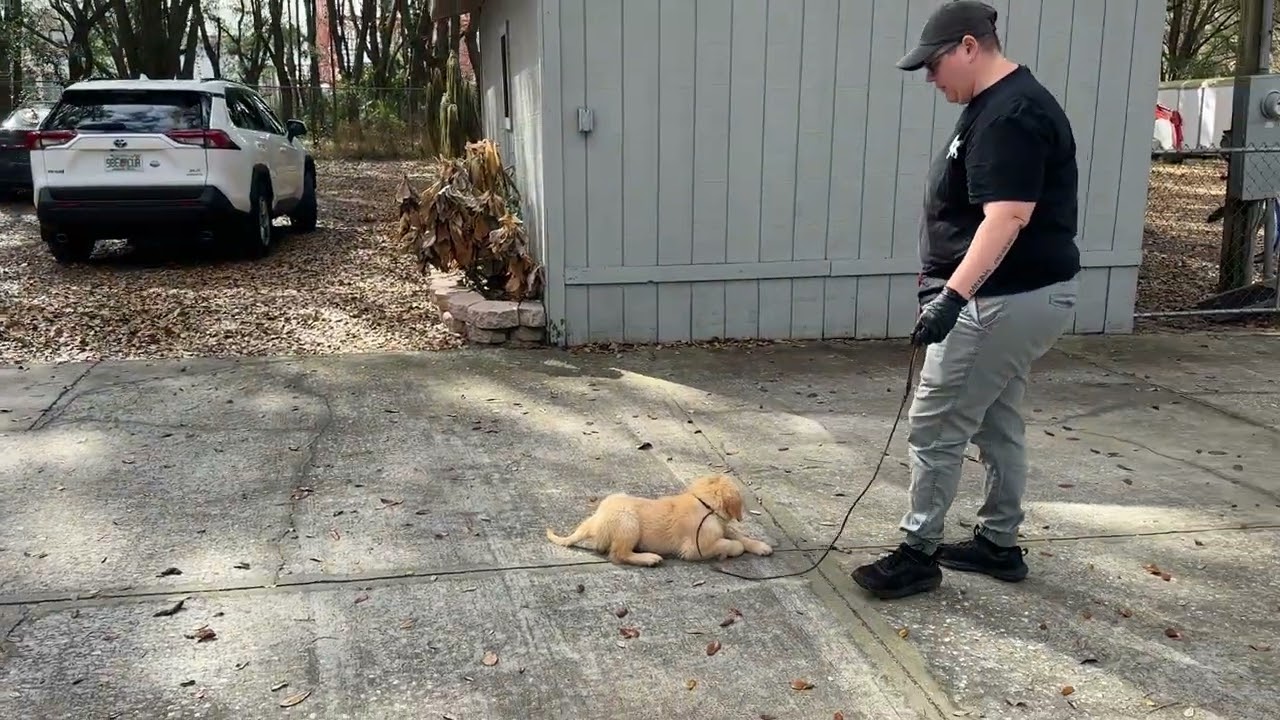 Whiskey (Cuse x Beckham) - Training 