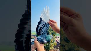 Bazi Wale Kabutar Le Liye