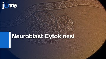 Neuroblast Cytokinesis Visualization during Embryogenesis | Protocol Preview