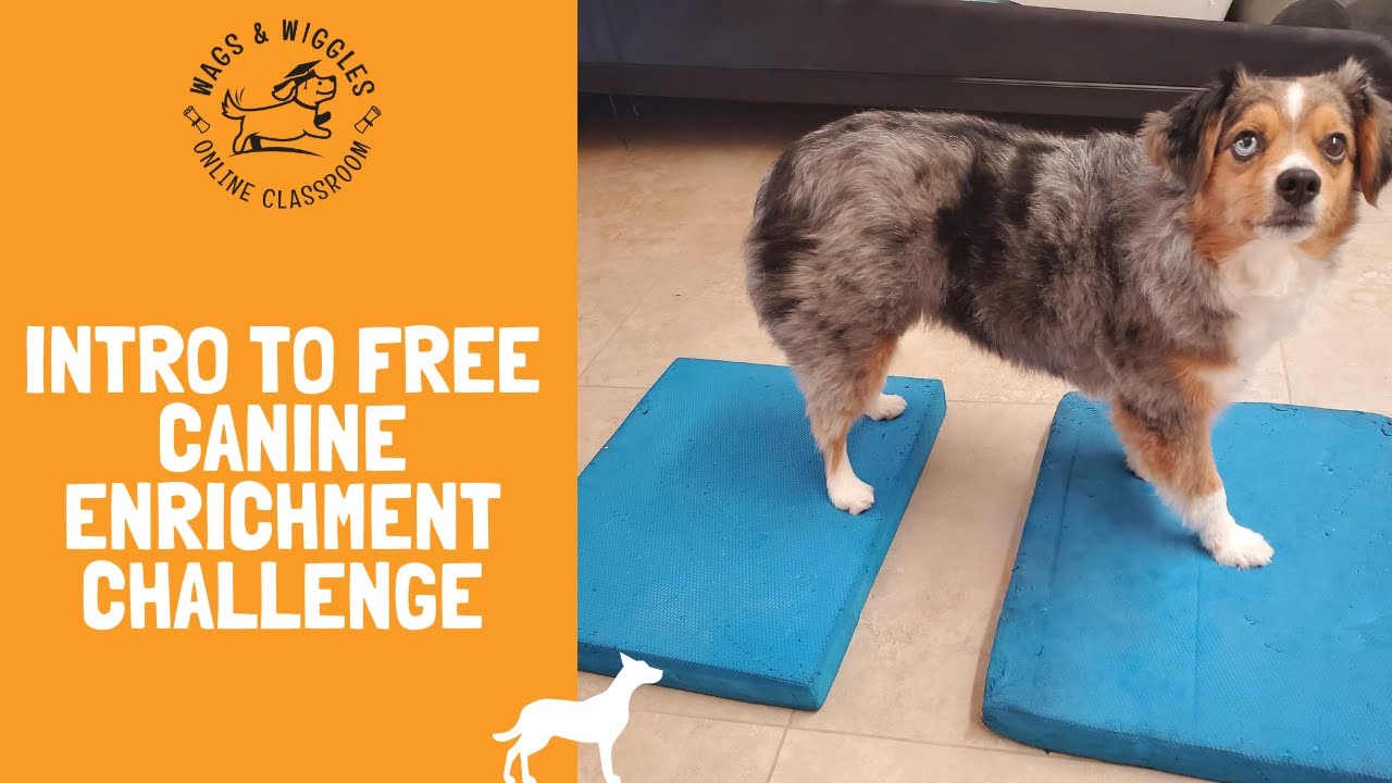 Free Canine Enrichment: Prep for 10 Day Challenge - Wags & Wiggles
