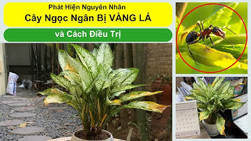 Cách Cứu Cây Ngọc Ngân Do Kiến Gây Hại  | How To Save Plants From  So Many Ants